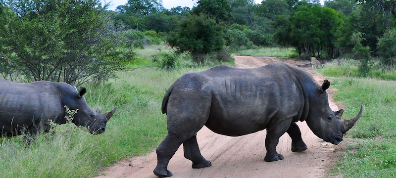 Melanie Heinrich - travel images - Lion Sands Private game reserver Hazyview